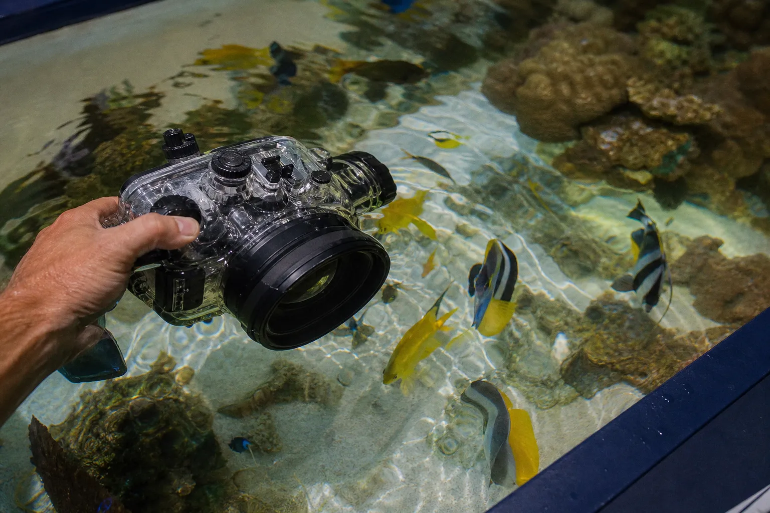 Aquarium de Madrid tarifs : le budget détaillé de Marc pour sa visite