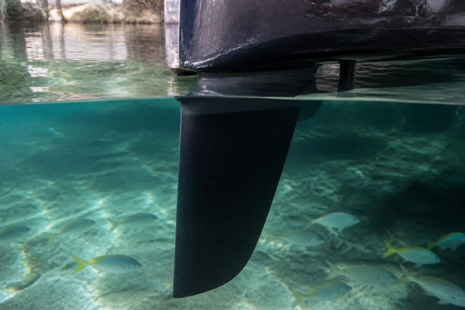 Aquarium SEA LIFE Grapevine : le dilemme d'un skipper