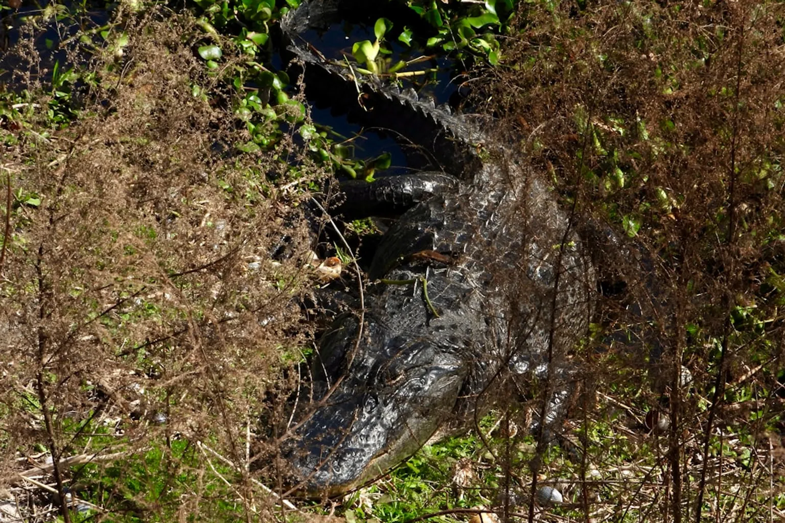 Wild Florida : immersion au cœur des Everglades en airboat