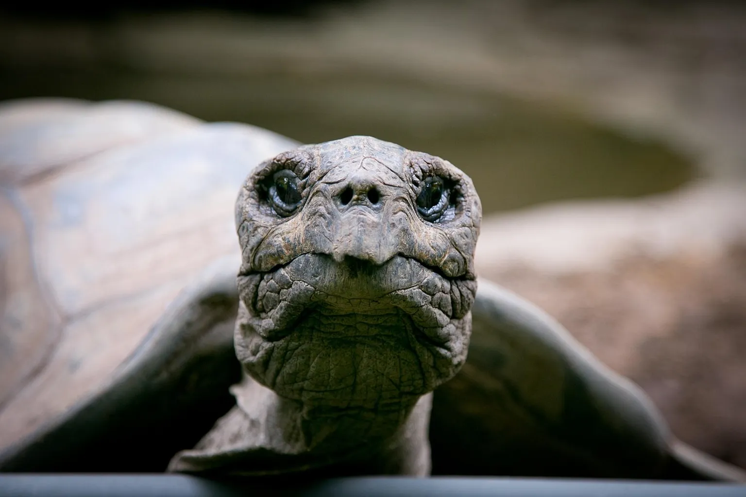 Zoo du Bronx visite : ce que notre escale new-yorkaise nous a appris